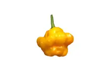 Scotch Bonnet Geel