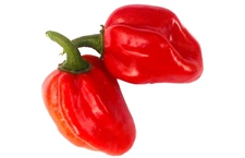 Red Savina Habanero