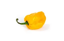 Carolina reaper Geel