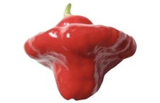 Scotch Bonnet Rood