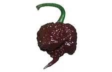 Carolina reaper Chocolate